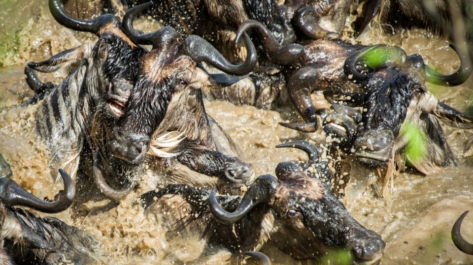 Velká migrace: 2 miliony pakoňů v pohybu